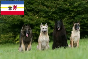 Read more about the article Ciobănesc Belgian Dog Breeder și căței în Mecklenburg-Vorpommern