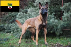 Read more about the article Ciobănesc Belgian Dog Breeder și căței în Saxonia-Anhalt