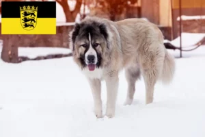 Read more about the article Ciobanesc Caucazian Ciobanesc Dog Breeder și Cățeluși în Baden-Württemberg