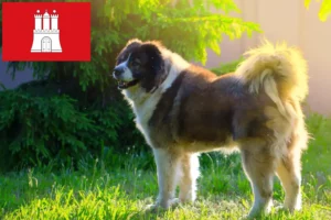 Read more about the article Ciobanesc Caucazian Ciobanesc Dog Breeder și cățeluși în Hamburg