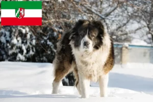 Read more about the article Ciobanesc Caucazian Ciobanesc Dog Breeder și Cățeluși în Renania de Nord-Westfalia