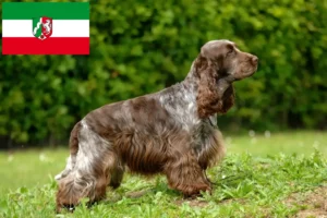 Read more about the article English Cocker Spaniel crescători și căței în Renania de Nord-Westfalia