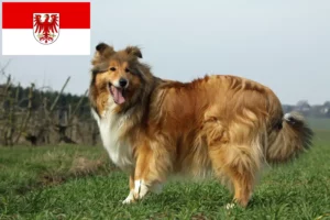 Read more about the article Collie crescători și căței în Brandenburg