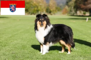 Read more about the article Collie crescători și căței în Hessen