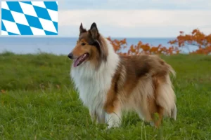 Read more about the article Crescători de Collie și căței în Bavaria