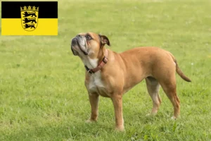 Read more about the article Crescători de Bulldog Continental și căței în Baden-Württemberg