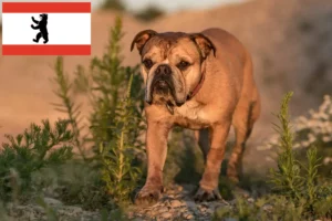 Read more about the article Crescători de Bulldog Continental și căței în Berlin