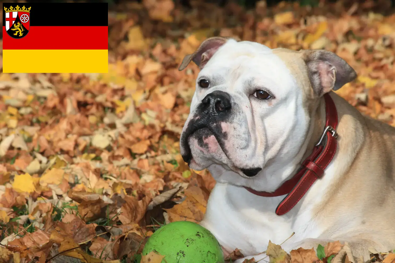 Read more about the article Crescători de Bulldog Continental și căței în Renania-Palatinat