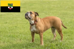 Read more about the article Crescători de Bulldog Continental și căței în Saxonia-Anhalt