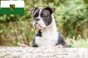 Read more about the article Crescători de Bulldog Continental și căței în Saxonia