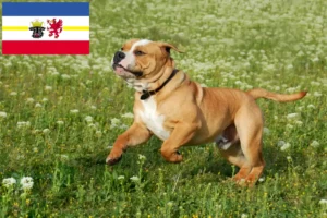 Read more about the article Crescători de Bulldog Continental și căței în Mecklenburg-Vorpommern