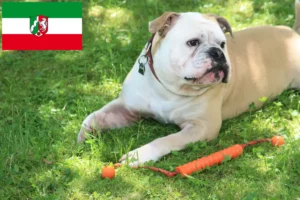 Read more about the article Crescători de Bulldog Continental și căței în Renania de Nord-Westfalia