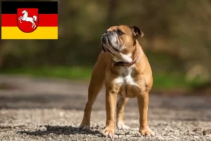 Read more about the article Crescători de Bulldog Continental și căței în Saxonia Inferioară
