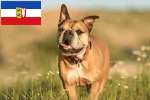 Read more about the article Crescători de Bulldog Continental și căței în Schleswig-Holstein