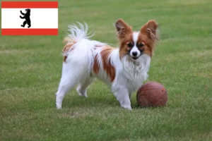 Read more about the article Continental Dwarf Spaniel Breeder și căței în Berlin