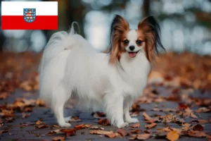 Read more about the article Continental Dwarf Spaniel Breeder și căței în Thuringia
