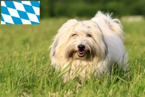 Read more about the article Coton de Tuléar crescători și căței în Bavaria