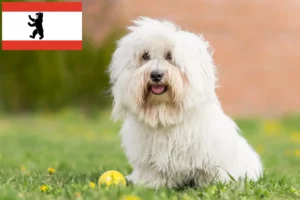 Read more about the article Coton de Tuléar crescători și căței în Berlin