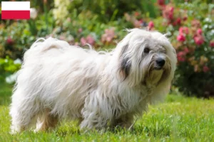 Read more about the article Coton de Tuléar crescători și căței în Polonia
