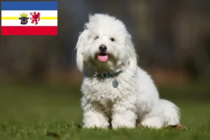 Read more about the article Coton de Tuléar crescători și căței în Mecklenburg-Vorpommern