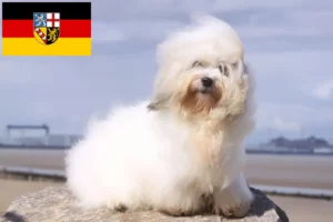 Read more about the article Coton de Tuléar crescători și căței în Saarland