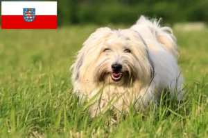 Read more about the article Coton de Tuléar crescători și căței în Thuringia