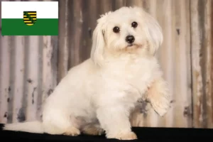 Read more about the article Coton de Tuléar crescători și căței în Saxonia