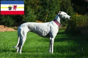 Read more about the article Crescători de ogari și căței în Mecklenburg-Vorpommern