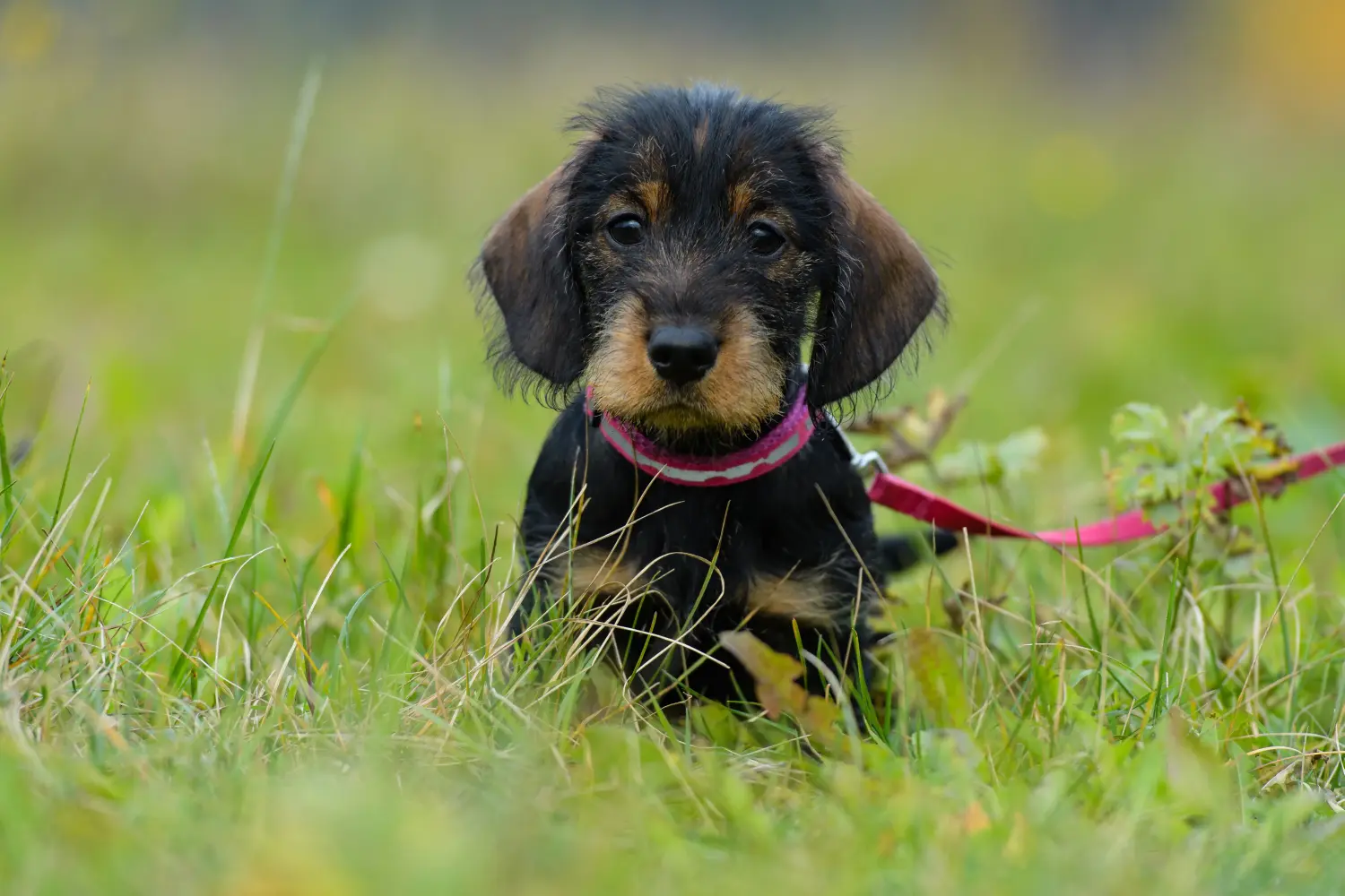 Cumpărarea unui cățel Dachshund înseamnă asumarea responsabilității! Cumpărați căței dachshund.