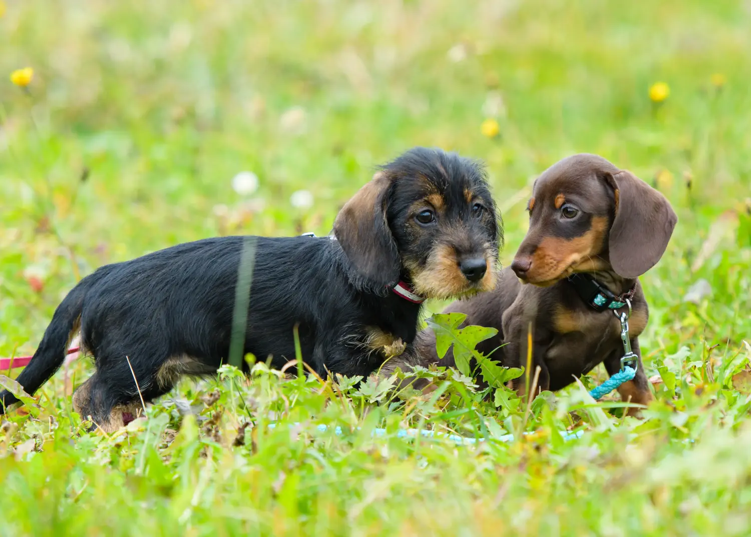 Cumpărarea unui cățel Dachshund înseamnă asumarea responsabilității! Cumpărați căței dachshund.