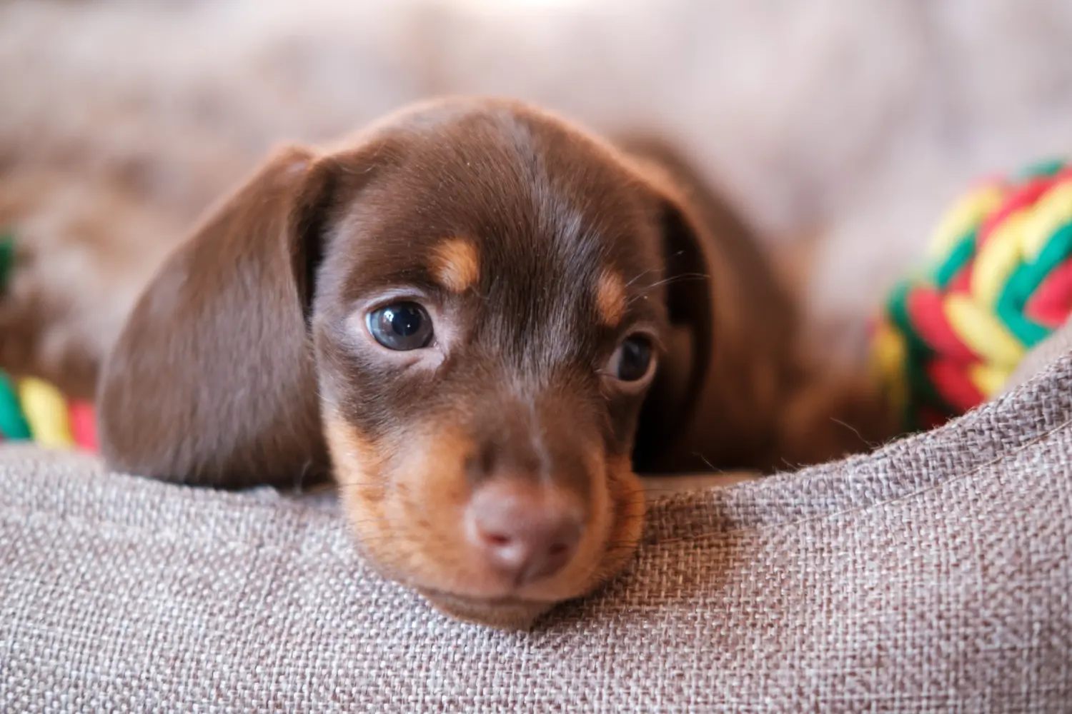 Cumpărarea unui cățel Dachshund înseamnă asumarea responsabilității! Cumpărați căței dachshund.
