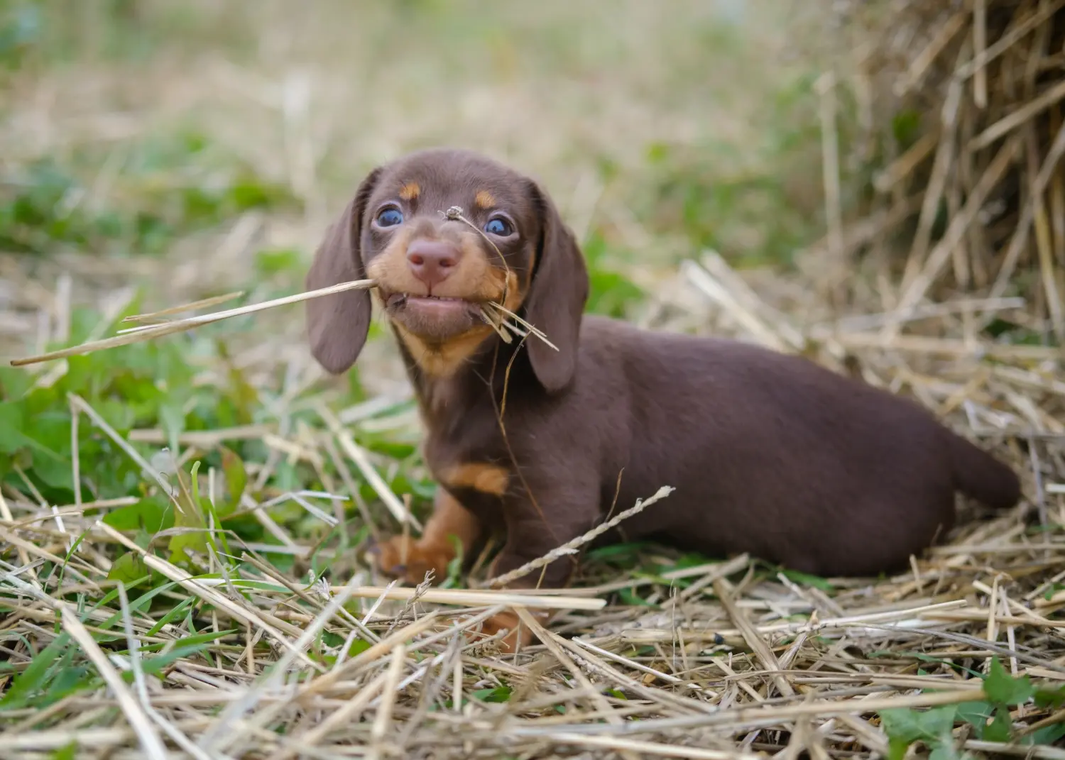 Cumpărarea unui cățel Dachshund înseamnă asumarea responsabilității! Cumpărați căței dachshund.