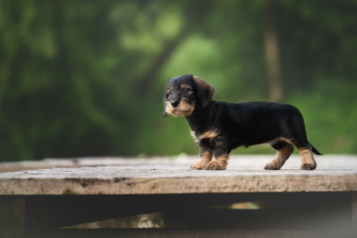 Cumpărarea unui cățel Dachshund înseamnă asumarea responsabilității! Cumpărați căței dachshund.