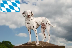Read more about the article Crescători de Dalmațieni și căței în Bavaria
