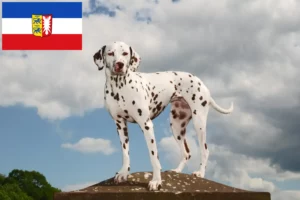 Read more about the article Crescători de Dalmațieni și căței în Schleswig-Holstein