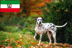 Read more about the article Crescători de Dalmațieni și căței în Renania de Nord-Westfalia