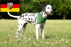 Read more about the article Crescători de Dalmațieni și căței în Saarland