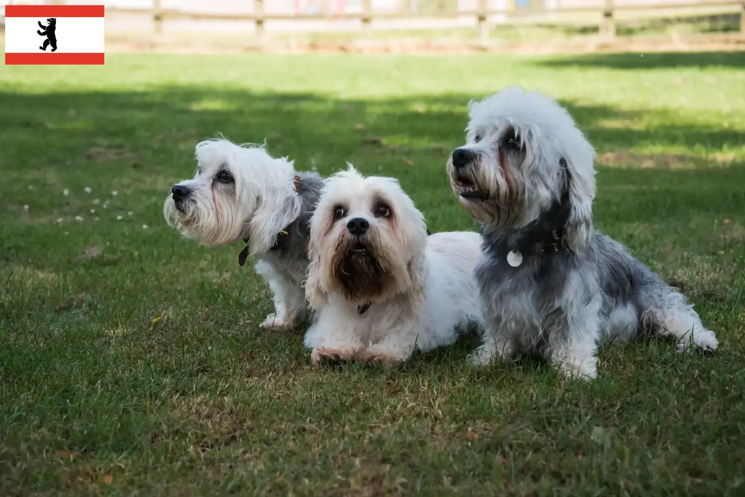 Read more about the article Dandie Dinmont Terrier crescători și căței în Berlin