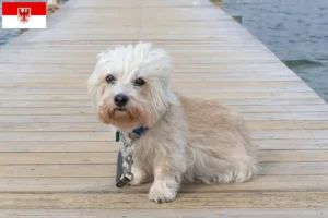 Read more about the article Dandie Dinmont Terrier crescători și căței în Brandenburg
