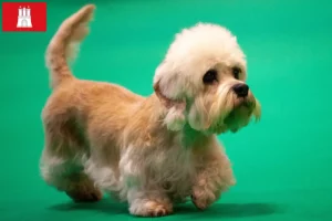 Read more about the article Dandie Dinmont Terrier crescători și căței în Hamburg