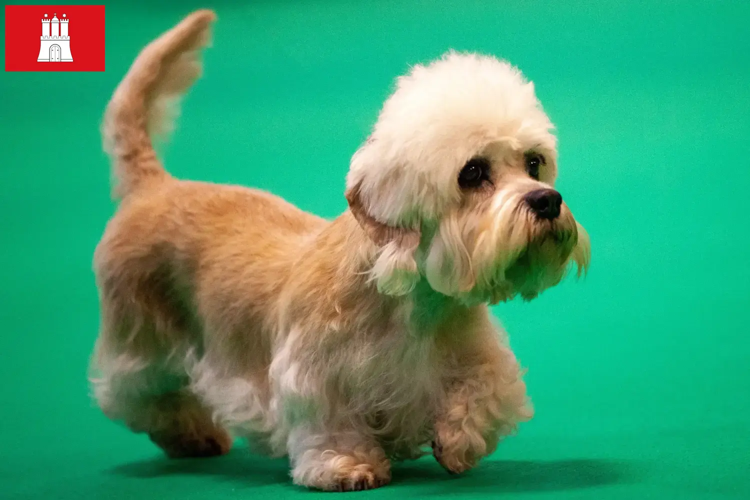 Read more about the article Dandie Dinmont Terrier crescători și căței în Hamburg