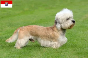 Read more about the article Dandie Dinmont Terrier crescători și căței în Hessen