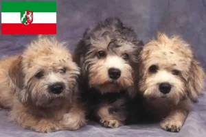 Read more about the article Dandie Dinmont Terrier crescători și căței în Renania de Nord-Westfalia