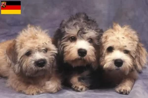 Read more about the article Dandie Dinmont Terrier crescători și căței în Renania-Palatinat