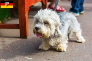 Read more about the article Dandie Dinmont Terrier crescători și căței în Saarland