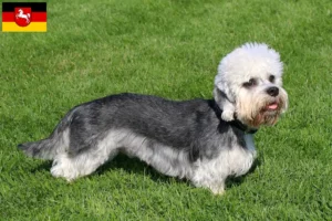 Read more about the article Dandie Dinmont Terrier crescători și căței în Saxonia Inferioară