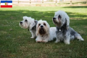 Read more about the article Dandie Dinmont Terrier crescători și căței în Schleswig-Holstein