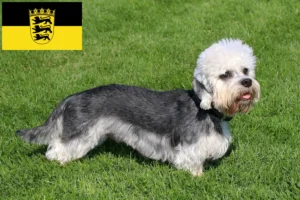Read more about the article Dandie Dinmont Terrier crescători și căței în Baden-Württemberg