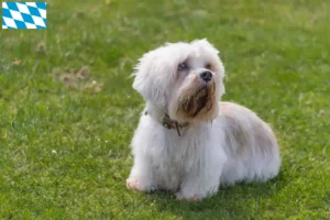 Read more about the article Dandie Dinmont Terrier crescători și căței în Bavaria