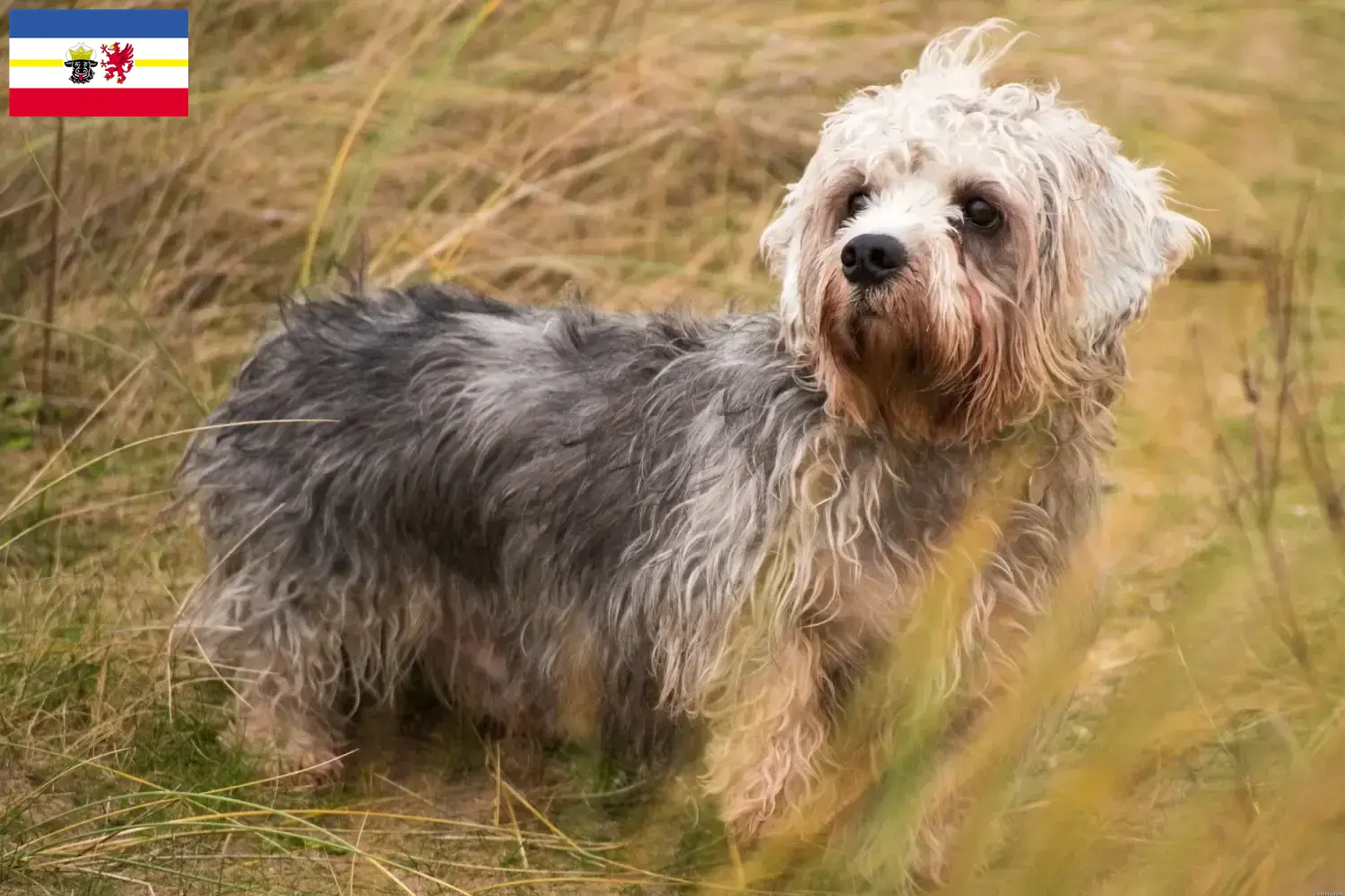 Read more about the article Dandie Dinmont Terrier crescători și căței în Mecklenburg-Vorpommern